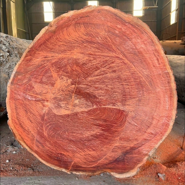 Gỗ Sến Nguyên Khối Nhập Khẩu