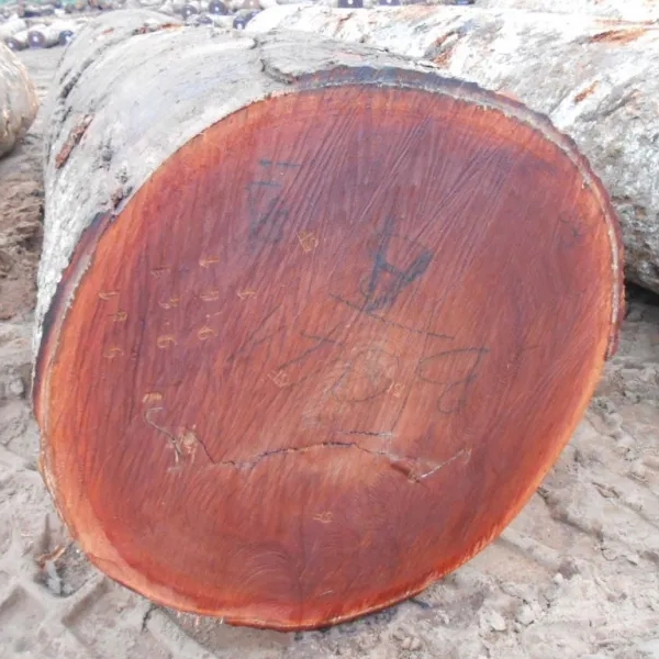 Gỗ Lát Sapelli Nguyên Khối Nhập Khẩu