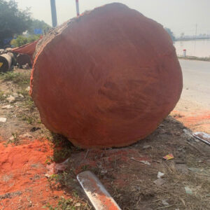 Gỗ Sến Đỏ Nguyên Khối Nhập Khẩu